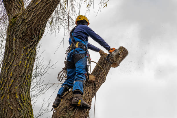 Mulching Services